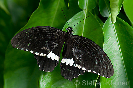 234 gewoehnlicher Mormone - Papilio polytes